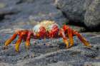 Sally lightfoot crab Floreana Island-Galapagos Islands-Ecuador Art Print
